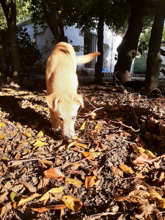 TATOUM (ex KHARTOUM) - Chiot mâle - Taille moyenne à l'âge adulte - Né environ en mars 2019 (Orestie) - adopté par Sofia (Belgique)  - Page 3 20191071