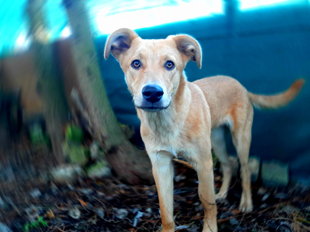 TATOUM (ex KHARTOUM) - Chiot mâle - Taille moyenne à l'âge adulte - Né environ en mars 2019 (Orestie) - adopté par Sofia (Belgique)  - Page 4 20200116