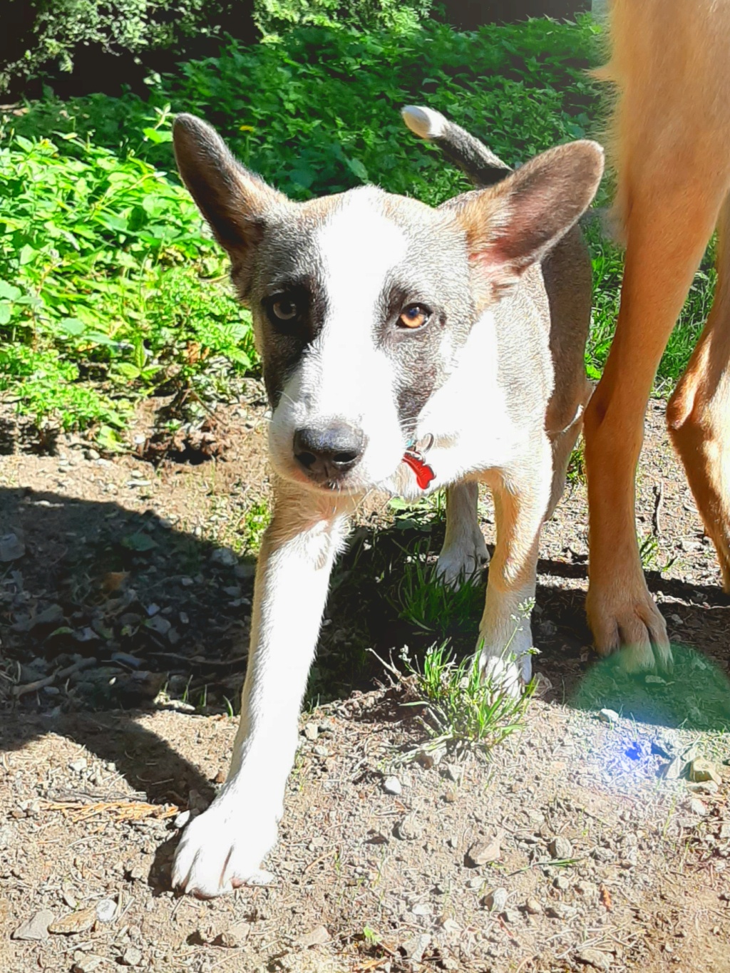 SNOW (ex MOSCOU) - chiot mâle, de taille moyenne à l'âge adulte - né environ en mi avril 2020 - adopté par Pascal (Belgique)  20200928