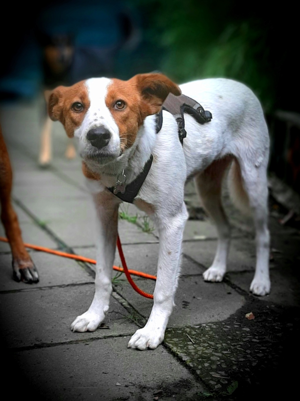 BINGO (ex VALERE) - chiot mâle, de taille moyenne à grande à l'âge adulte - né environ en mi-février 2020 - adopté par Sofia (Belgique) - Page 2 20201024