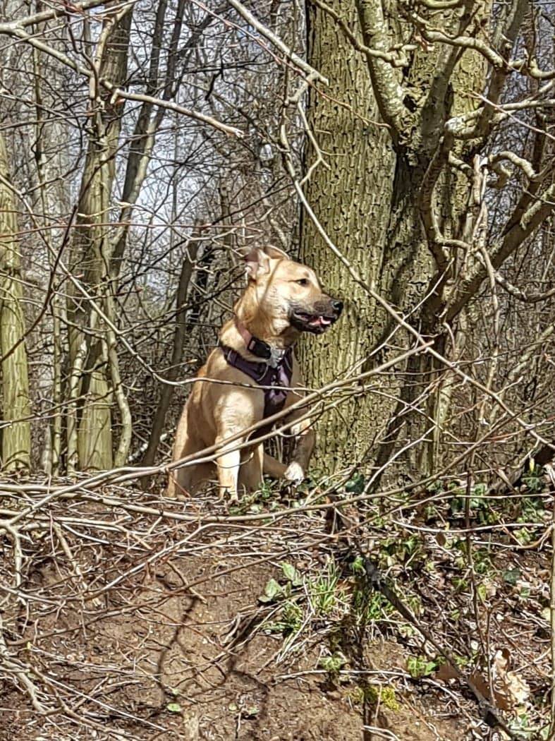 PAKITA - femelle croisée de taille moyenne à grande adulte, née en avril 2018. - adoptée par Sophie ( Belgique) - Page 3 54220410