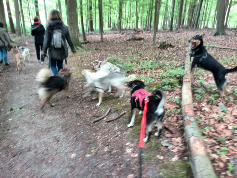 MALI (ex MOLDA) - chiot femelle de taille moyenne à l'âge adulte - née environ juillet 2018 - adoptée par Caroline (Belgique) - Page 3 Img_2103