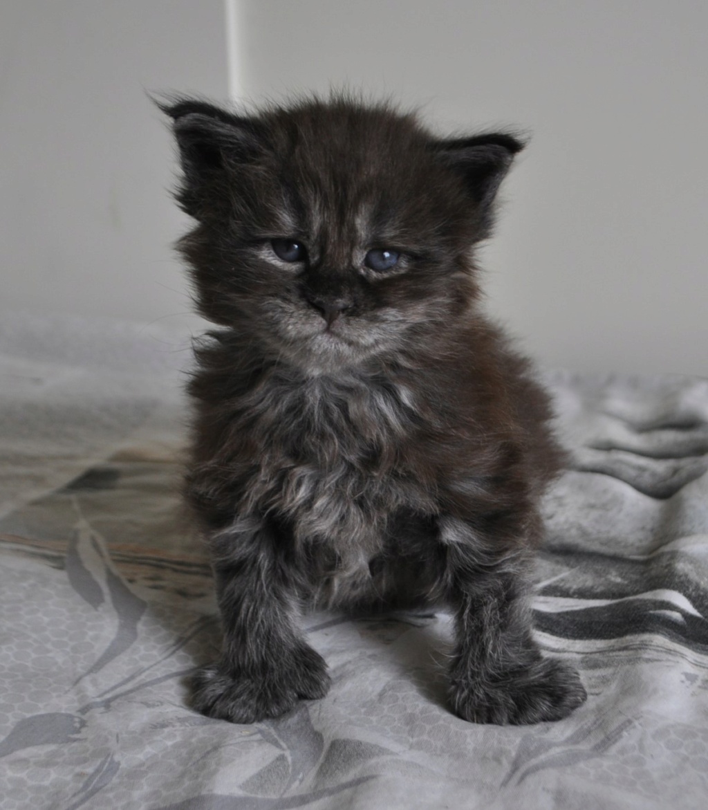 Thor du Célécat, Mâle Maine-coon! 28955511