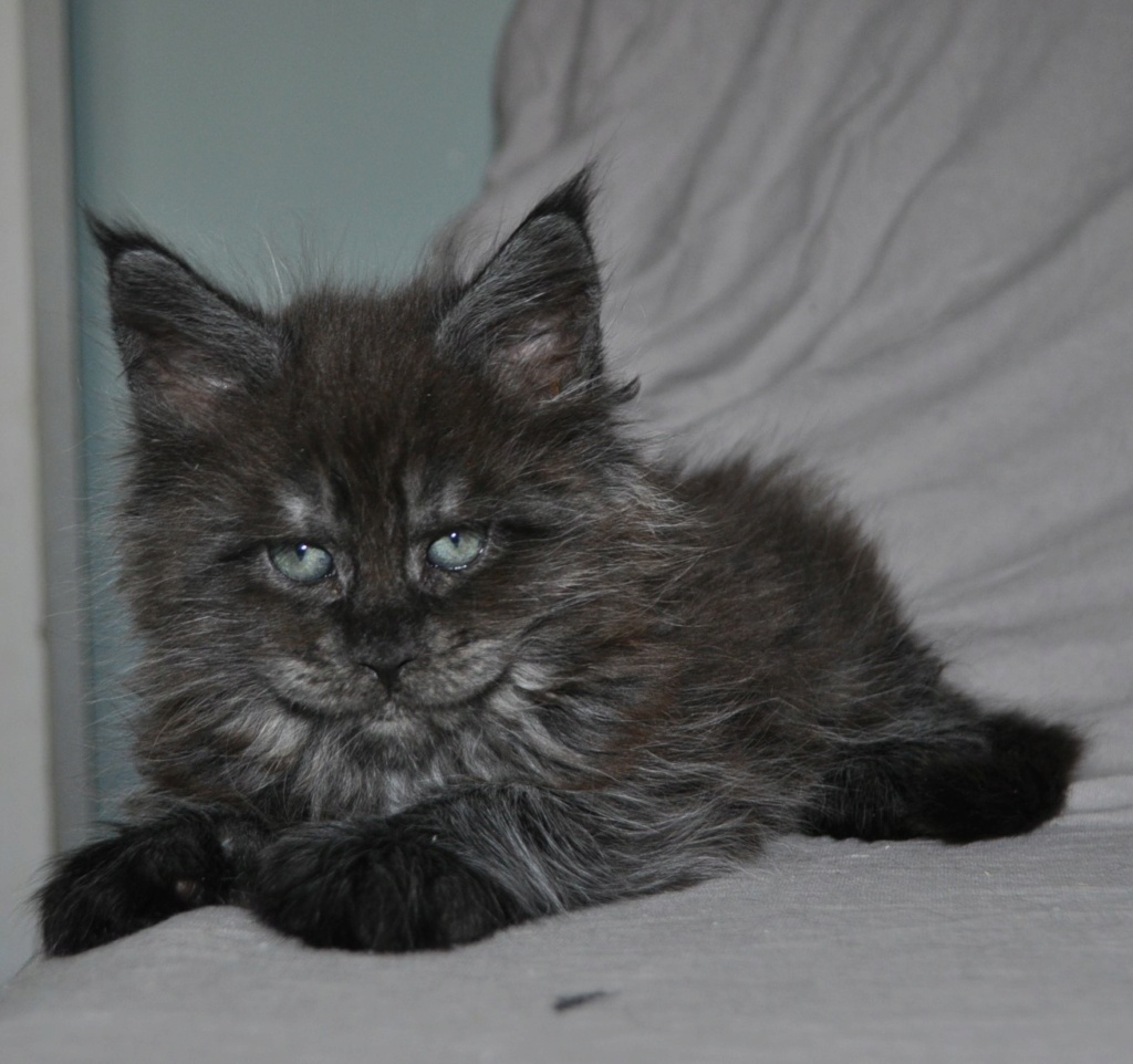 Thor du Célécat, Mâle Maine-coon! 29476410