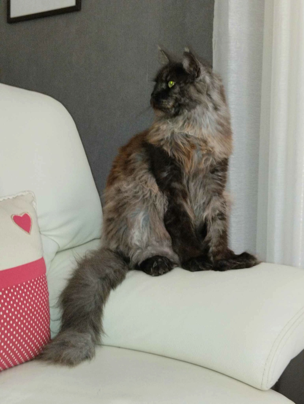 Thor du Célécat, Mâle Maine-coon! - Page 2 35989910