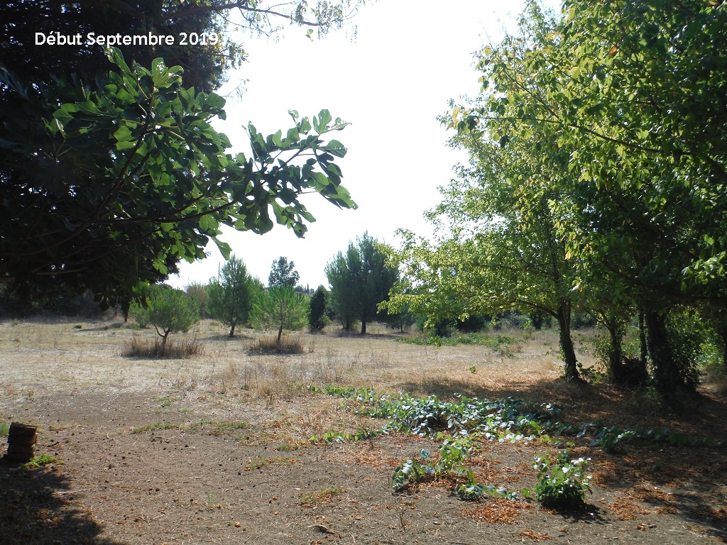 JdB de 4 hectares de pâtures dans le SUD : Timide reprise après 8 mois de sécheresse - Page 13 14038p10