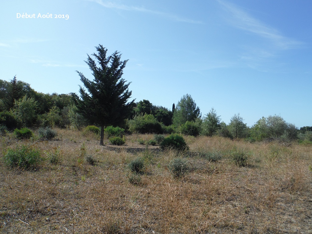 JdB de 4 hectares de pâtures dans le SUD : petit bilan - Page 12 3037pa10