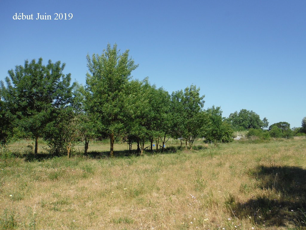 JdB de 4 hectares de pâtures dans le SUD : petit bilan - Page 12 6035pa11