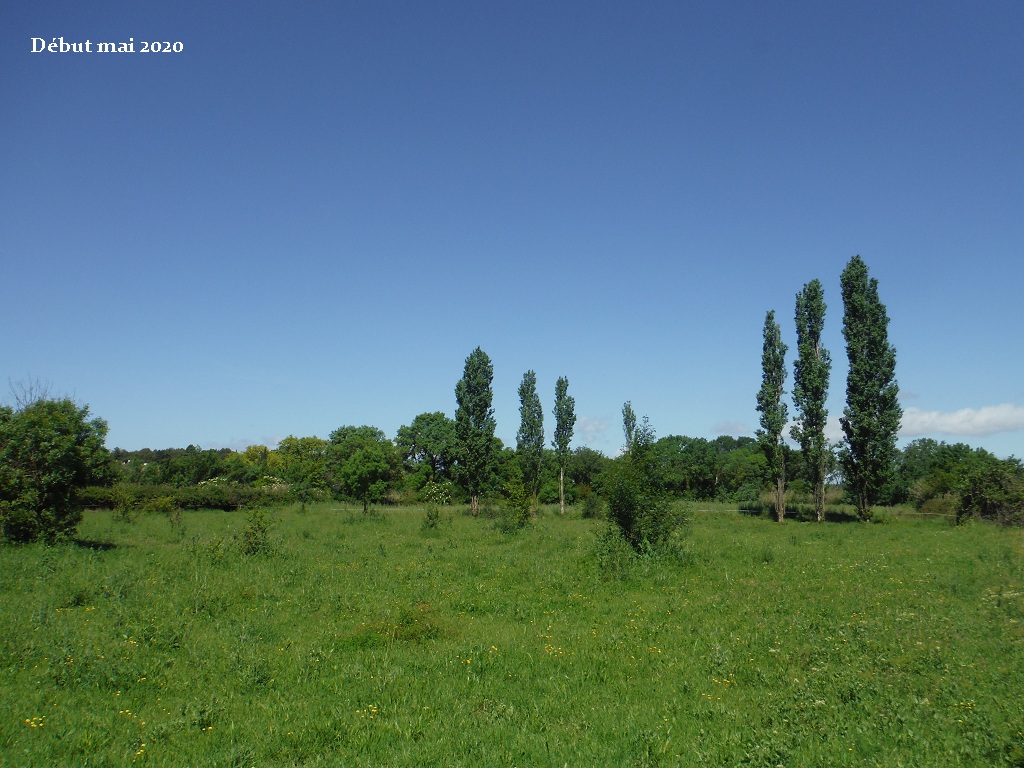 JdB de 4 hectares de pâtures dans le SUD : petit bilan - Page 14 9046pa10