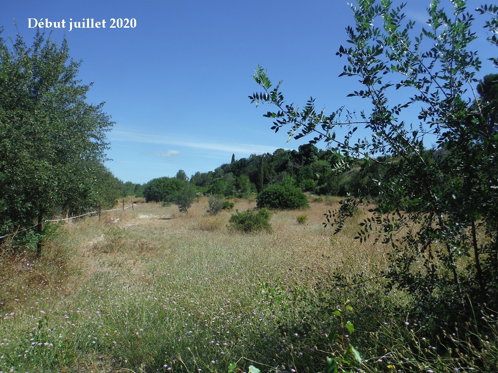 JdB de 4 hectares de pâtures dans le SUD : petit bilan - Page 15 A148pa10