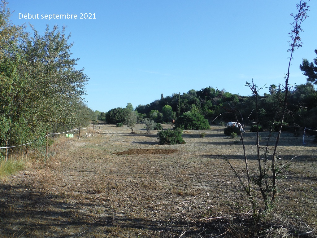 JdB de 4 hectares de pâtures dans le SUD : après la pénurie, gestion de la surabondance !!! - Page 19 A161pa10
