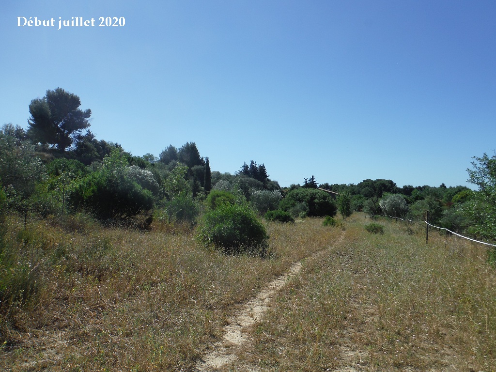 JdB de 4 hectares de pâtures dans le SUD : petit bilan - Page 15 A248pa10