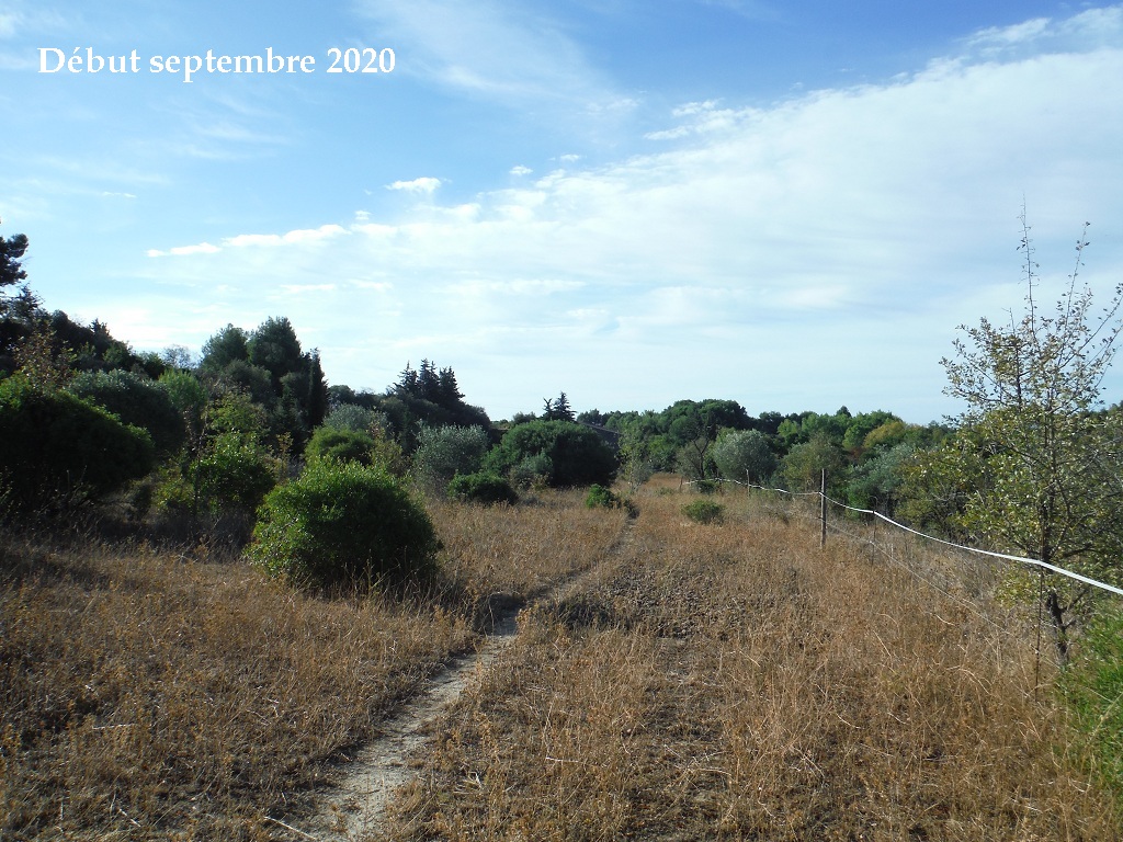 JdB de 4 hectares de pâtures dans le SUD : petit bilan - Page 15 A249pa10