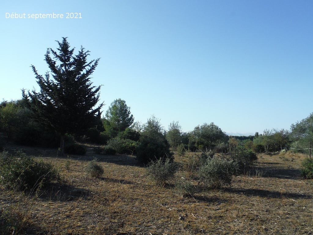 JdB de 4 hectares de pâtures dans le SUD : petit bilan - Page 19 A361pa10