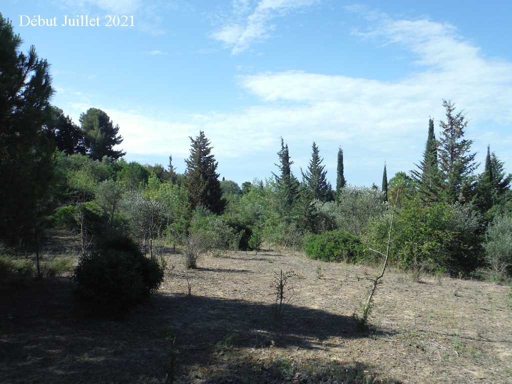 JdB de 4 hectares de pâtures dans le SUD : petit bilan - Page 18 A559pa10