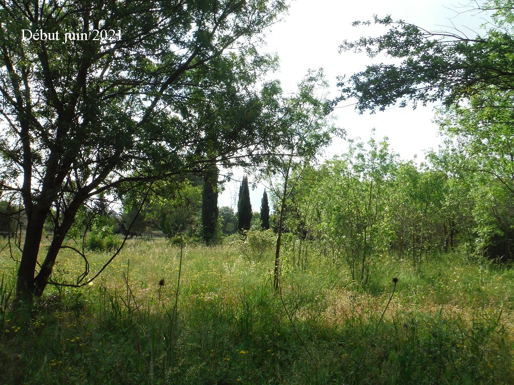 JdB de 4 hectares de pâtures dans le SUD : petit bilan - Page 18 B458pa10