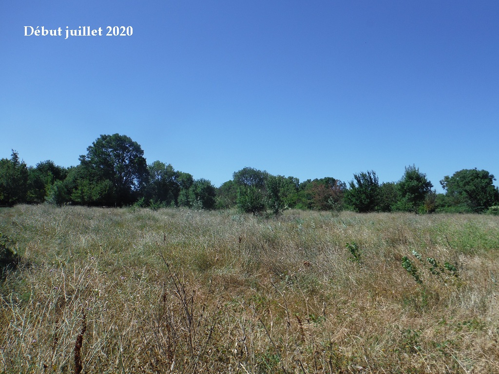 JdB de 4 hectares de pâtures dans le SUD : petit bilan - Page 15 C248pa10