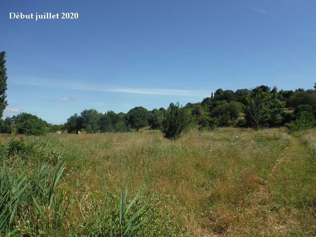 JdB de 4 hectares de pâtures dans le SUD : petit bilan - Page 15 C348pa10