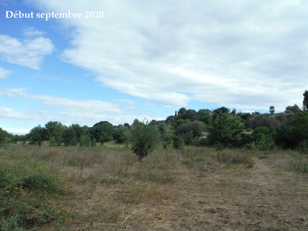 JdB de 4 hectares de pâtures dans le SUD : petit bilan - Page 15 C349pa10