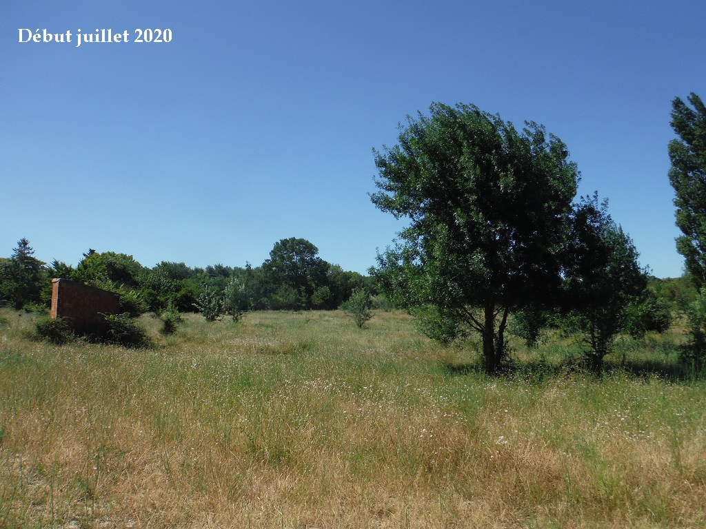 JdB de 4 hectares de pâtures dans le SUD : petit bilan - Page 15 C448pa10