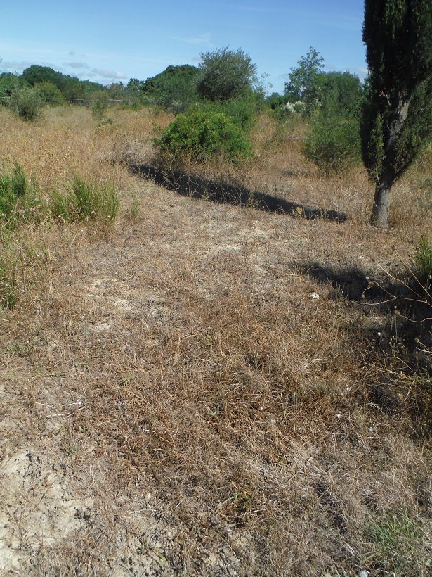 JdB de 4 hectares de pâtures dans le SUD : petit bilan - Page 15 E148pa10