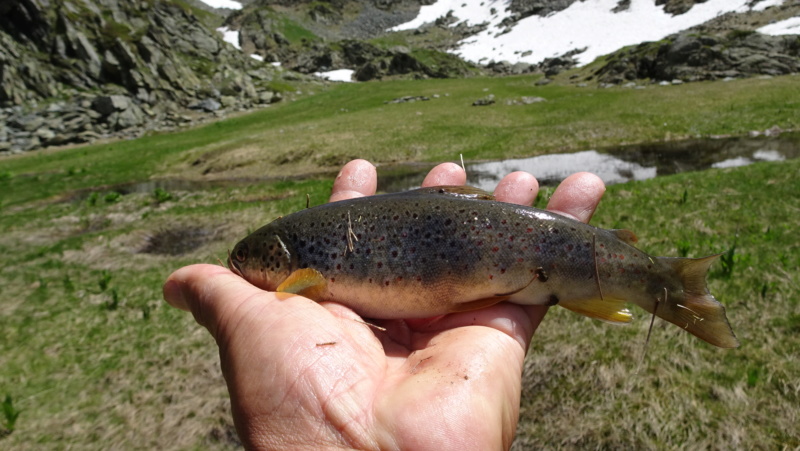 Pêche en lacs dans le massif de Belledonne Dsc09918