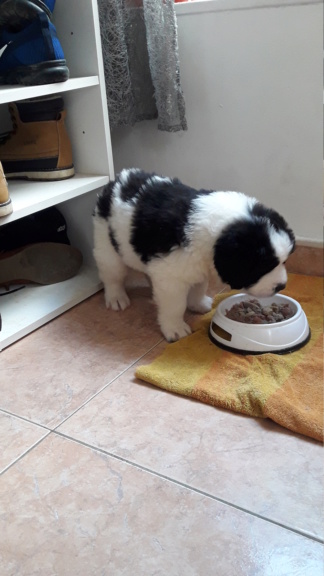 La marche nordique avec son chien qqun a t-il testé? 2019-011