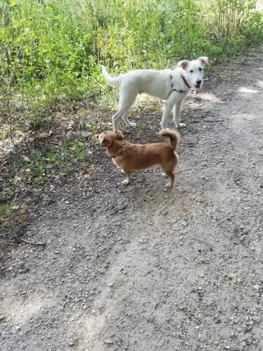 PACO (ex CHRIS) - mâle - taille moyenne à l'âge adulte - Né en janvier 2019 - REMEMBER ME LAND - Adopté par Guillaume (78) Recei136