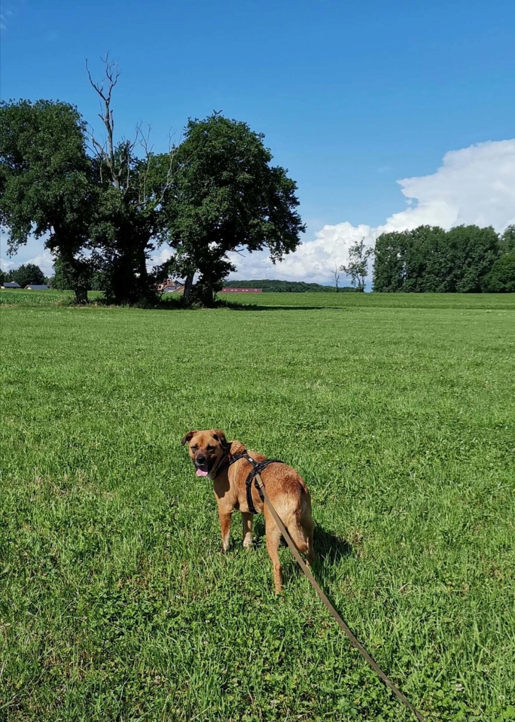 BEYONCE - KALY (ex BEYONCE) - Femelle, croisé dogue, de taille moyenne à grande, née environ en novembre 2016 - REMEMBER ME LAND - adoptée par Véronique (74) - Page 4 Recei355