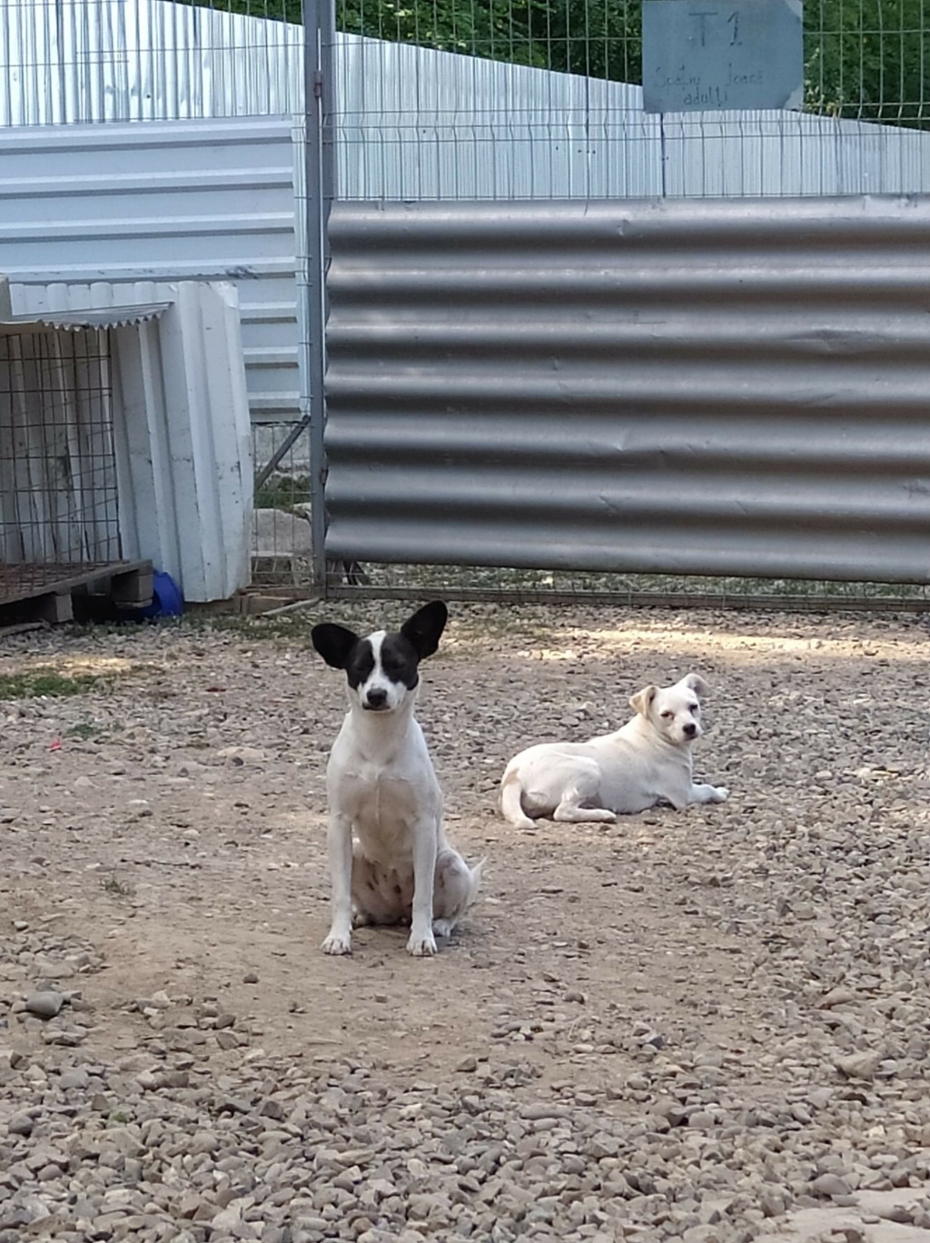 BELIA - chiot femelle, de taille moyenne à l'âge adulte - née environ en février 2020 - REMEMBER ME LAND - Adoptée par Stéphanie (33)  Recei398