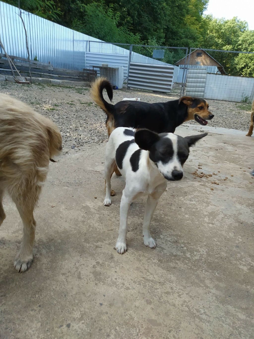 BELIA - chiot femelle, de taille moyenne à l'âge adulte - née environ en février 2020 - REMEMBER ME LAND - Adoptée par Stéphanie (33)  Recei399