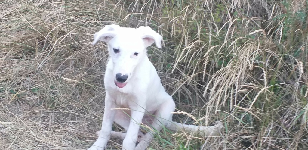 OLAF (ex SNOWBALL) - chiot mâle, de taille moyenne à grande à l'âge adulte - né environ en janvier 2020 - Adopté par Anita  (Belgique) Recei452