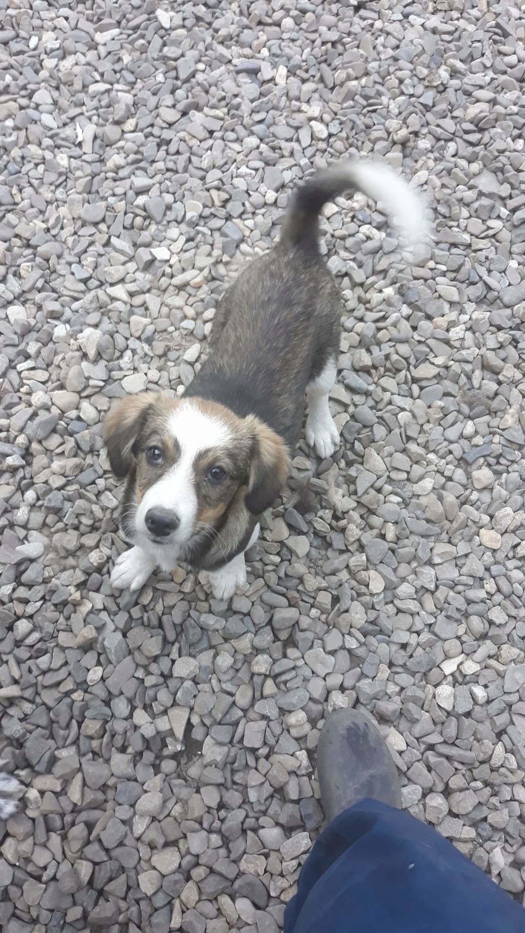 POOKY (ex WENDIE) - Chiot Femelle - Née environ avril 2019 - Taille moyenne adulte - REMEMBER ME LAND PASCANI - adoptée par Marielle (26) Receiv55