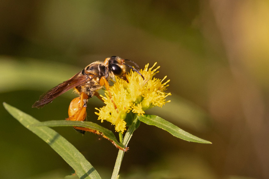 Macros/  proxi/  insectes  - Page 37 K3_48111