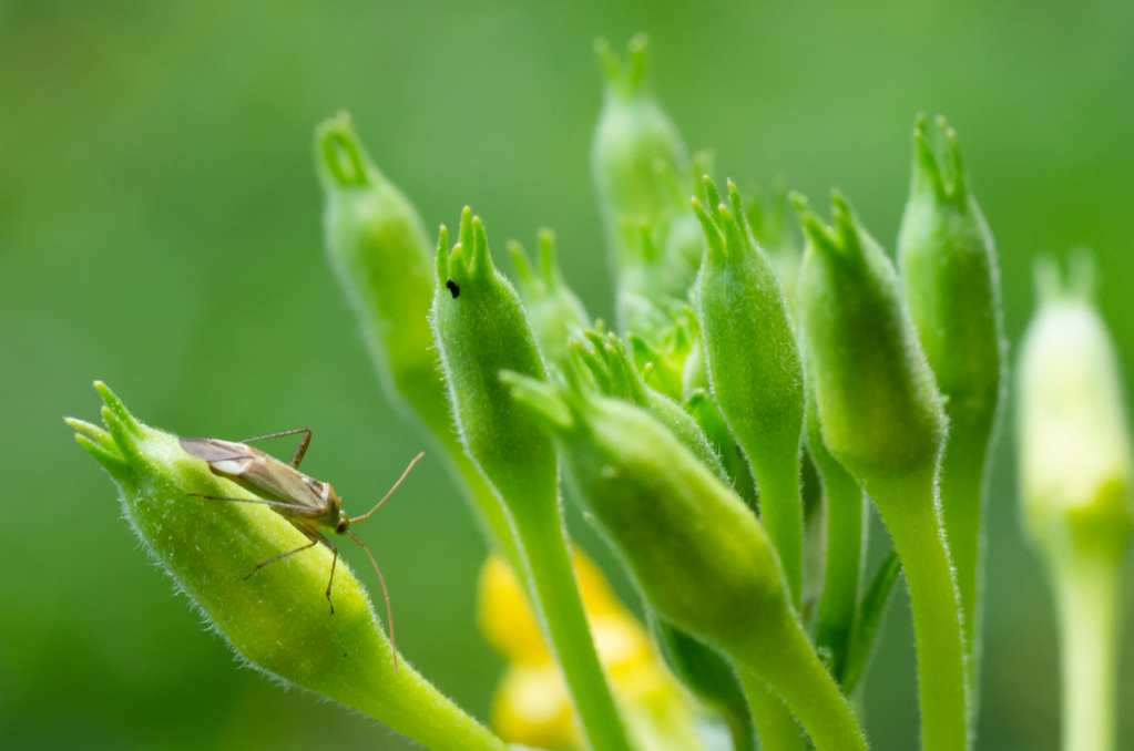 Macros/ proxi/ insectes - Page 11 K5_87910