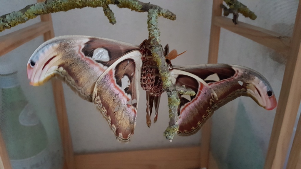 Attacus atlas - Page 3 20190960