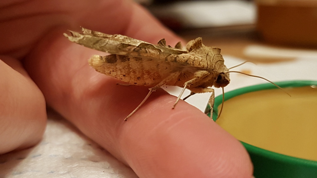 Phlogophora meticulosa 20220119