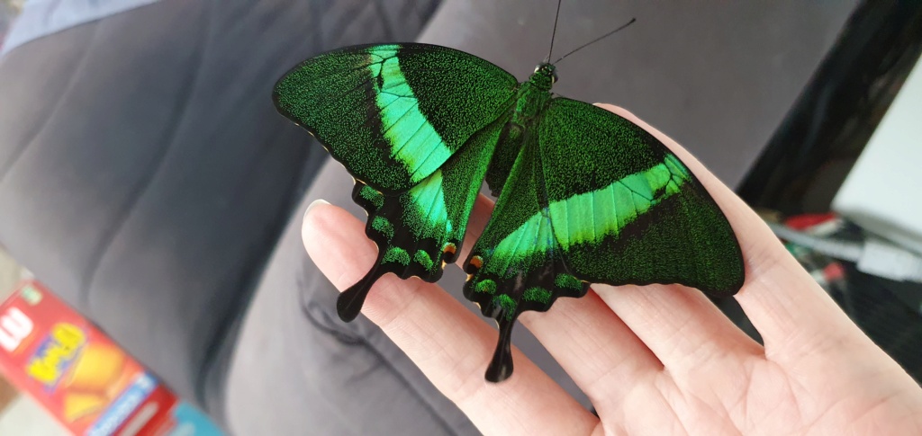 Papilio palinurus  20230929