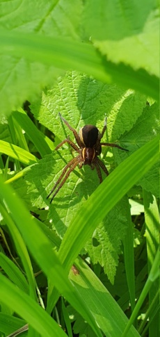 En forêt.  20240552