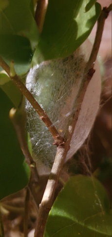 Hyalophora cecropia - Page 2 20240714