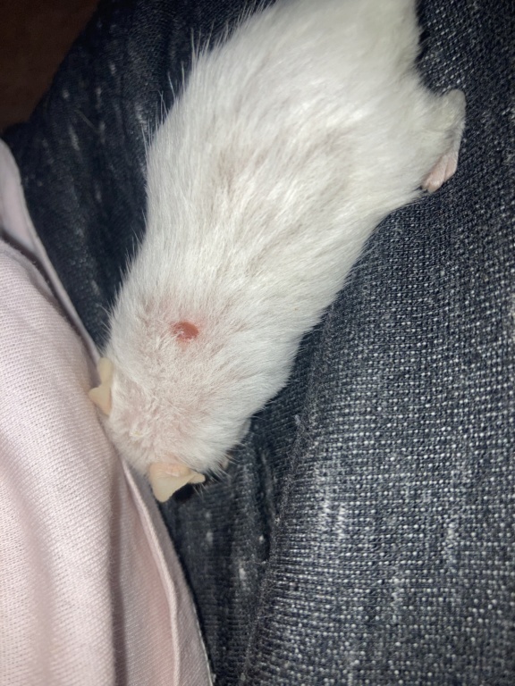 Is this a wound or a cyst? Or something else? 5c645510
