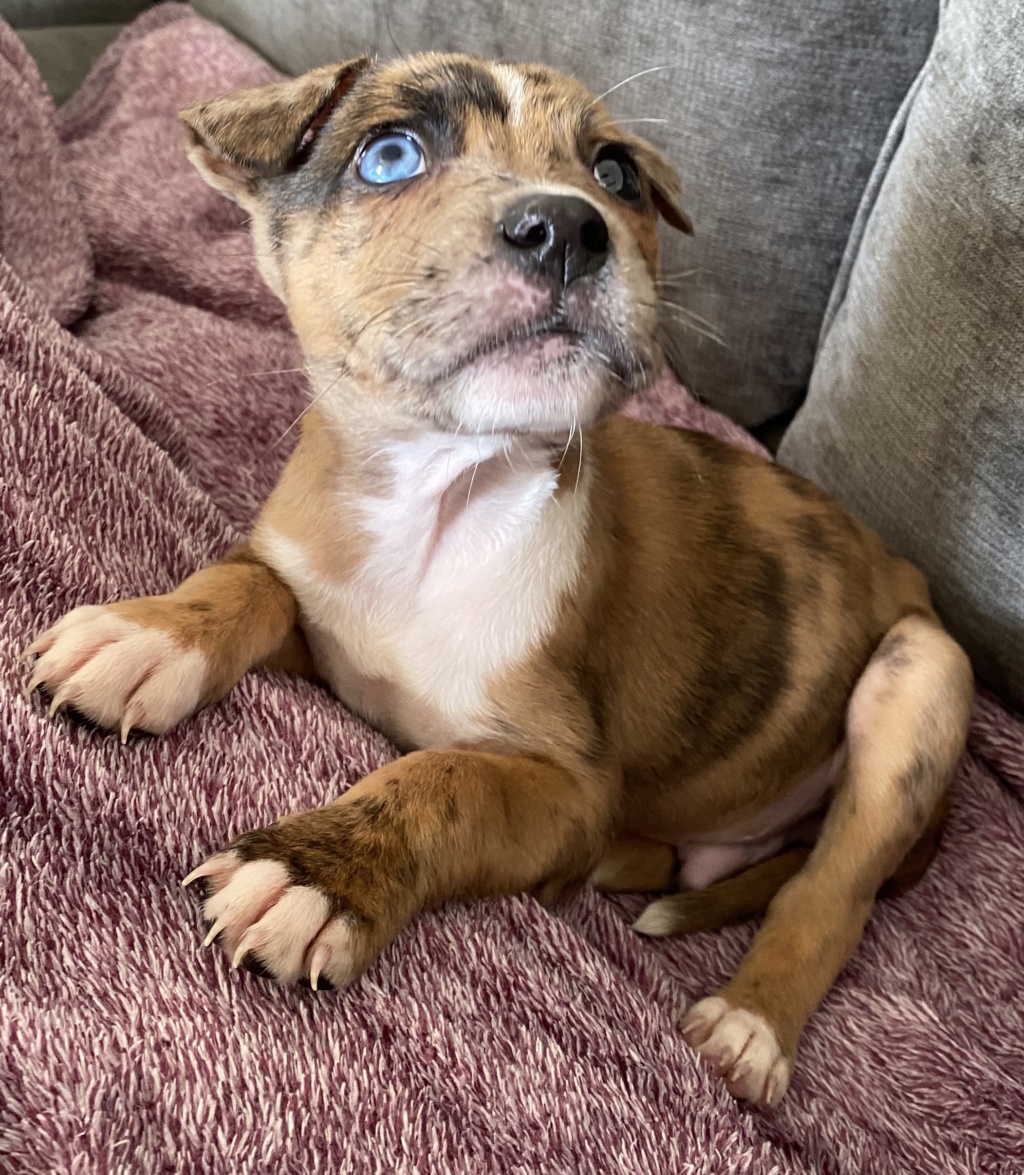 What breed what you say my 7 week old boy Hugo is.  Bc496210