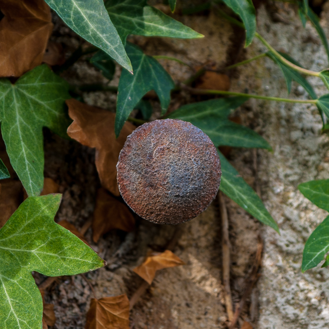 concours photo "Nature abstraite" - Page 2 Coco-112