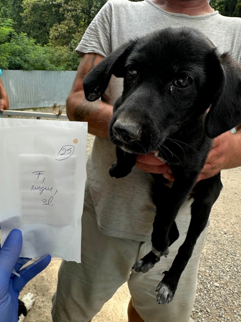 TAHITI- chiot femelle, de taille moyenne à l'âge adulte - née environ en mai 2024 - REMEMBER ME LAND - RÉSERVÉE ADOPTION PAR Adèle et Dylan (75)  45109010