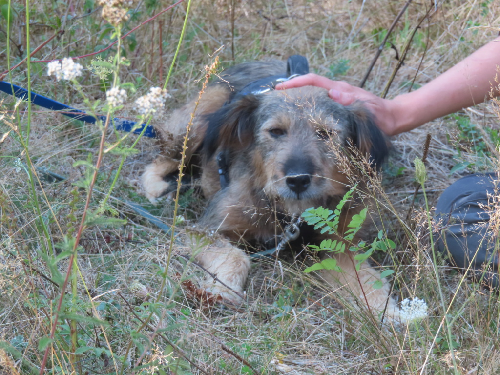 ANKARA - femelle , de taille petite à moyenne - née environ en août 2013 - REMEMBER ME LAND - en FA chez Emmanuelle (4300 - Belgique)/ adoptée par Anne (Belgique)  Ankara16