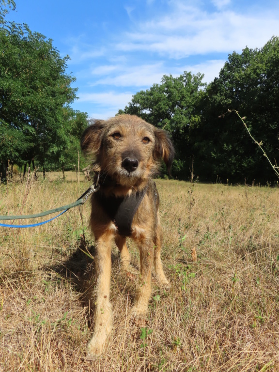 ANKARA - femelle , de taille petite à moyenne - née environ en août 2013 - REMEMBER ME LAND - en FA chez Emmanuelle (4300 - Belgique)/ adoptée par Anne (Belgique)  Ankara18