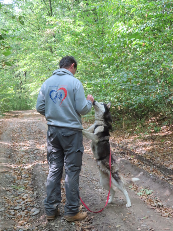 MAYA - femelle husky sibérien, de taille moyenne - née environ en décembre 2017 - REMEMBER ME LAND - Adoptée par Carole (57) Maya_112