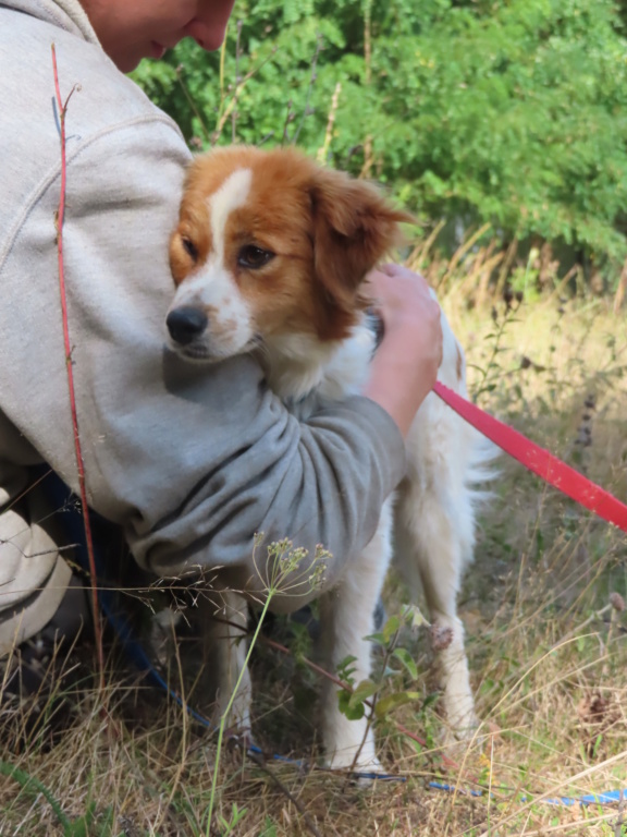 FLOYD (ex OCEARIAN) - chiot mâle, de petite taille à l'âge adulte - né environ en mars 2023 - REMEMBER ME LAND - Adopté par Yvan (68) Oceari16