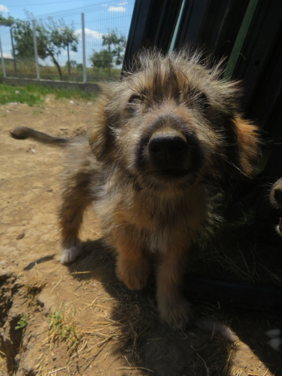 RUBY (ex THYRA) - chiot femelle, de taille moyenne à l'âge adulte - née environ en avril 2022 - REMEMBER ME LAND - Adoptée par Nicole (13)  Thyra_14