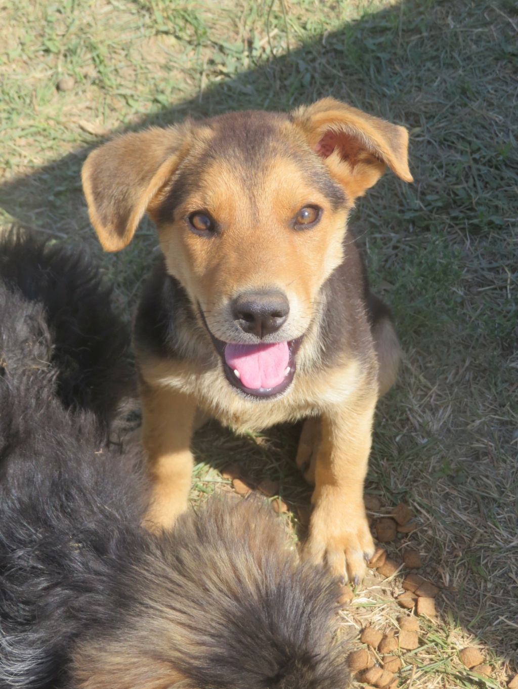 TOKYO (ex TIBO) - chiot mâle , de taille moyenne à l'âge adulte - né environ en mars 2022 - fourrière de Bragadiru (Roumanie) - Adopté par Romain (7110 - Belgique)  Tibo_111